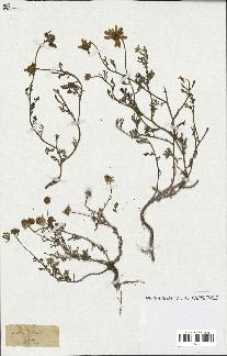 spécimen de Anthemis arvensis