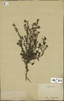 spécimen de Thymus serpyllum