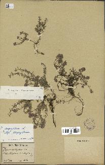 spécimen de Thymus serpyllum