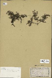 spécimen de Thymus serpyllum