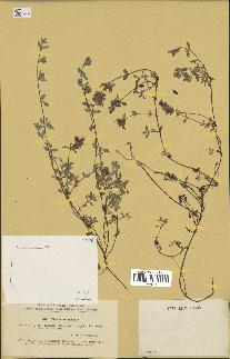 spécimen de Thymus serpyllum