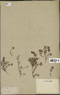 spécimen de Thymus serpyllum