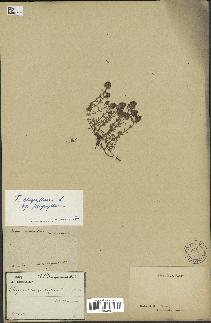 spécimen de Thymus serpyllum