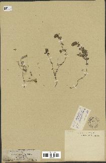 spécimen de Thymus serpyllum