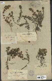 spécimen de Thymus serpyllum