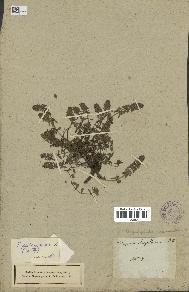 spécimen de Thymus serpyllum