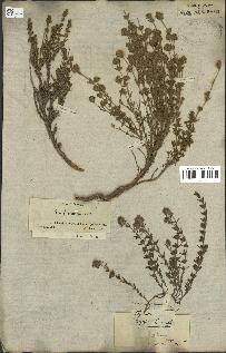 spécimen de Thymus zygis