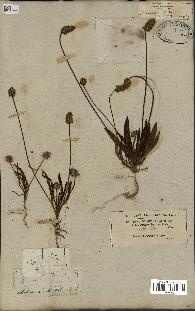 spécimen de Plantago amplexicaulis