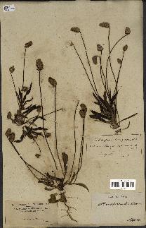 spécimen de Plantago amplexicaulis