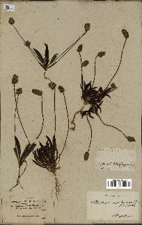 spécimen de Plantago amplexicaulis