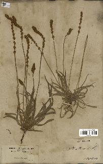 spécimen de Plantago albicans