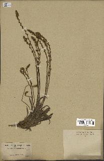 spécimen de Plantago albicans