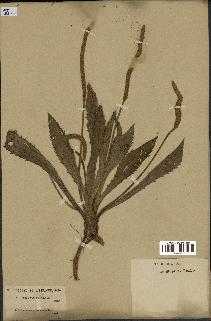 spécimen de Plantago serraria
