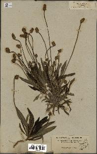 spécimen de Plantago amplexicaulis