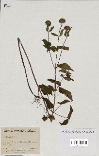 spécimen de Monarda fistulosa