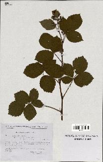 spécimen de Rubus nitidus