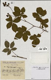 spécimen de Rubus nitidus