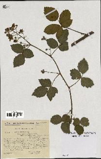 spécimen de Rubus nitidus