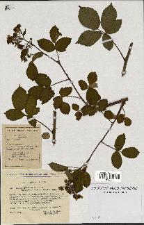 spécimen de Rubus nitidus