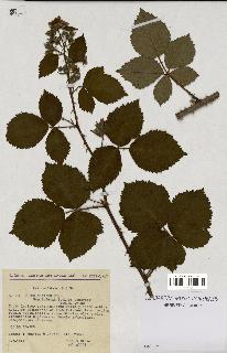 spécimen de Rubus nitidus