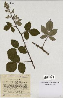 spécimen de Rubus nitidus