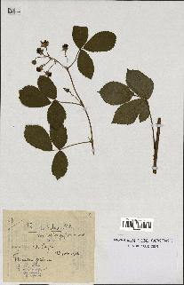 spécimen de Rubus nitidus