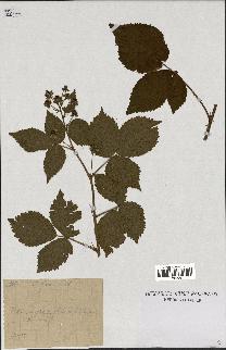 spécimen de Rubus fissus