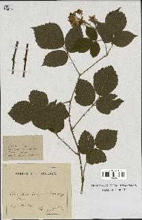 spécimen de Rubus sp.