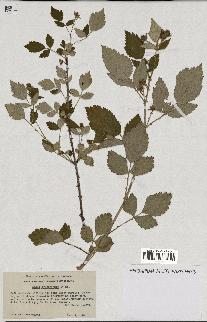 spécimen de Rubus leucodermis