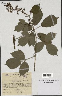 spécimen de Rubus macrophyllus