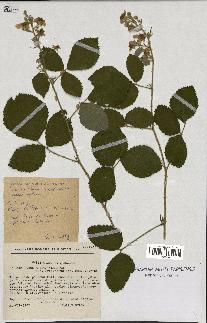 spécimen de Rubus macrophyllus