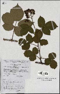 spécimen de Rubus macrophyllus