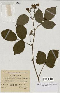 spécimen de Rubus macrophyllus