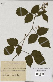 spécimen de Rubus macrophyllus