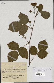 spécimen de Rubus macrophyllus