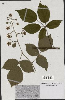 spécimen de Rubus macrophyllus