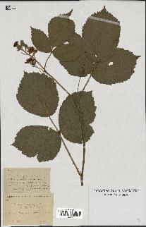 spécimen de Rubus macrophyllus