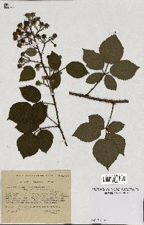 spécimen de Rubus schmidelyanus