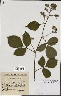 spécimen de Rubus schmidelyanus