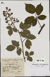 spécimen de Rubus schmidelyanus