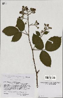 spécimen de Rubus schmidelyanus