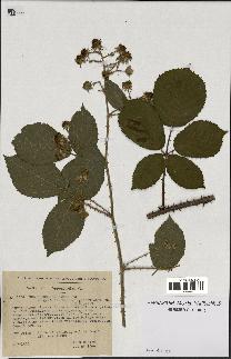 spécimen de Rubus schmidelyanus