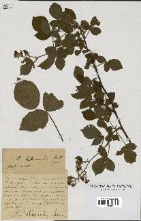 spécimen de Rubus hebecaulis