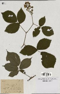 spécimen de Rubus hebecaulis