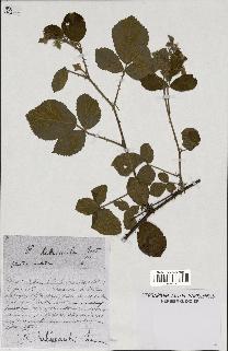 spécimen de Rubus hebecaulis