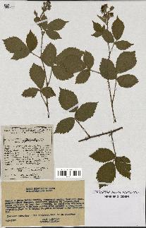 spécimen de Rubus hebecaulis