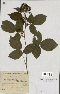 spécimen de Rubus hebecaulis