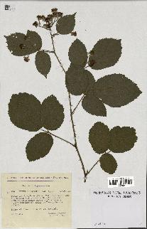 spécimen de Rubus hebecaulis