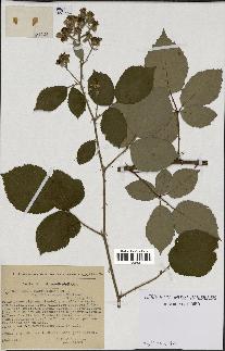 spécimen de Rubus macrostachys