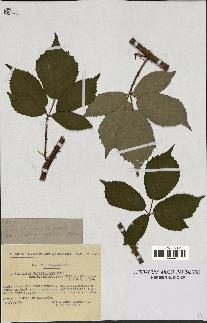 spécimen de Rubus macrostachys